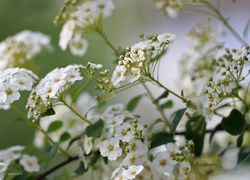 Tawuła Van Houttea, Krzew, Białe, Kwiaty