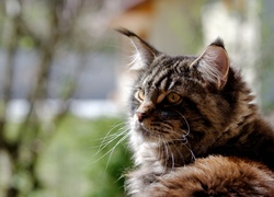 Kot, Maine coon