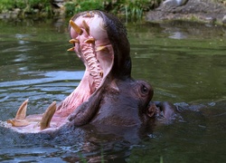 Hipopotam, Paszcza, Zęby