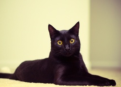 Czarny, Kot, Oczy