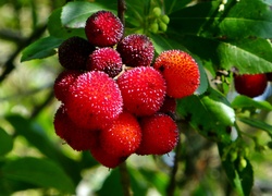 Chruścina Jagodna, Arbutus Unedo, Owoce, Rozmycie