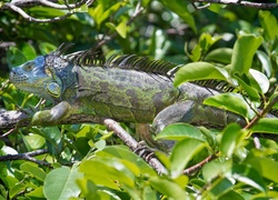 Iguana, Gałęzie, Liście