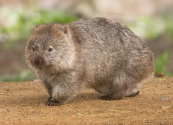 Wombat