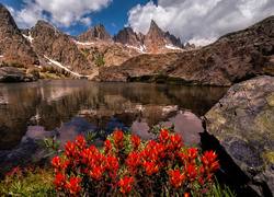 Stany Zjednoczone, Stan Kalifornia, Góry, Sierra Nevada, Jezioro, Minaret Lake, Czerwone, Kwiaty