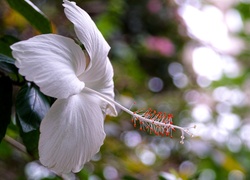 Biały, Hibiskus