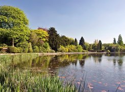 Park, Staw, Szuwary, W Newstead Abbey