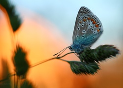 Motyl, Modraszek, Źdźbło