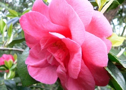 Różowa, Kamelia