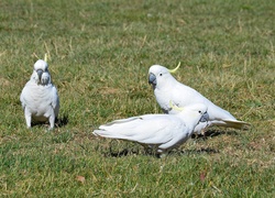 Trzy, Białe, Papugi, Kakadu