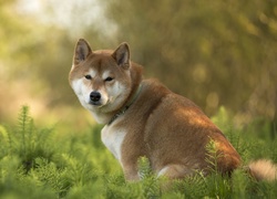 Akita Inu, Pies, Trawa