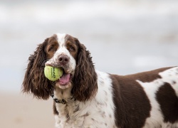 Cocer Spaniel, Piłeczka, Piłka