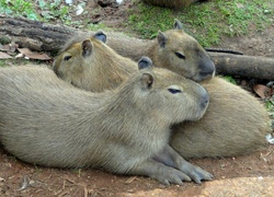 Trzy, Kapibary, Kłoda