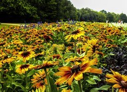 Kwiaty, Rudbekia, Łąka