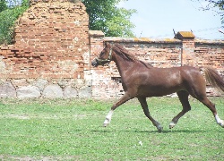 koń, mur, budowla, trawa, rośliny