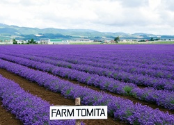 Pole, Lawendy, Farma, Tomita, W Nakafurano, Wyspa, Hokkaido