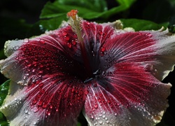 Hibiskus, Krople Rosy, Makro