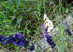 Motyl, Lawenda