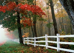 Las, Jesień, Mgła, Biały, Płot