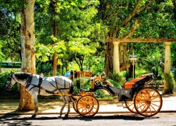 Park, Koń, Bryczka