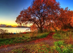Jesień, Jezioro, Zachód, Słońca, Drzewo