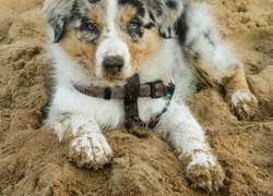 Szczeniak,  Owczarek australijski-australian shepherd