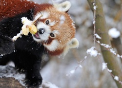 Czerwona, Panda, Jabłka, Śnieg, Pandka ruda