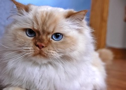 Kot perski, Niebieskie, Oczy