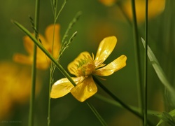 Jaskier, Żółty, Kwiat