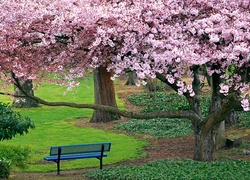 Park, Ławeczka, Kwitnące, Drzewa