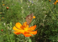 Żerujący, Motyl