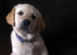 Pies, Labrador, Szczeniak