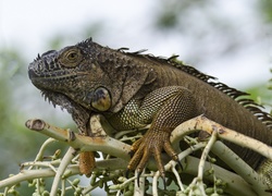 Gad, Iguana, Gałąź