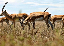 Antylopy, Springbok, Sawanna