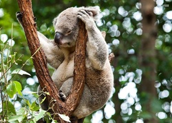 Śpiący, Miś, Koala