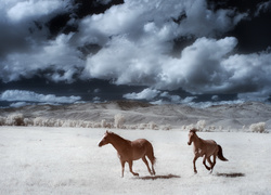 Konie, Łąka, Chmury