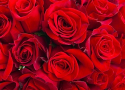 Kwiaty, Czerwone, Roze