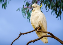 Papuga, Kakadu