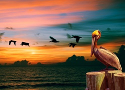 Pelikan, Morze, Ptaki, Niebo