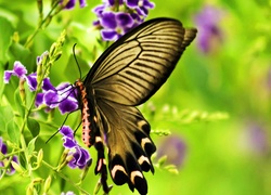 Motyl, Kwiaty, Zbliżenie, Rozmycie