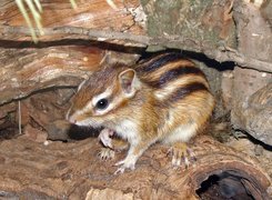 Chipmunk, Skały