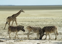 Zebry, Żyrafa, Sawanna, Afryka
