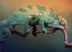 Kameleon, Chrząszcz, Gałązka