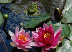Kwiat, Żaba, Lilia wodna