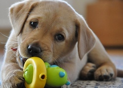 szczeniak, Labrador Retriever, Zabawka