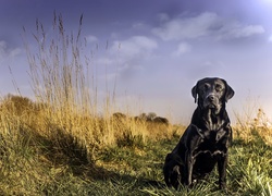 Labrador Retriever, Trawa