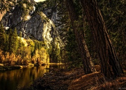 Stany Zjednoczone, Stan Kalifornia, Park Narodowy Yosemite, Góry, Drzewa, Las