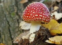 Muchomor, Ściółka, Leśna