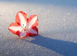 Kwiatek, Azalia, Różanecznik, Śnieg