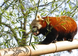 Czerwona, Panda, Gałązki, Pandka ruda