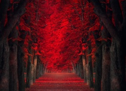 Jesien, Drzewa, Droga, Tunel, Park